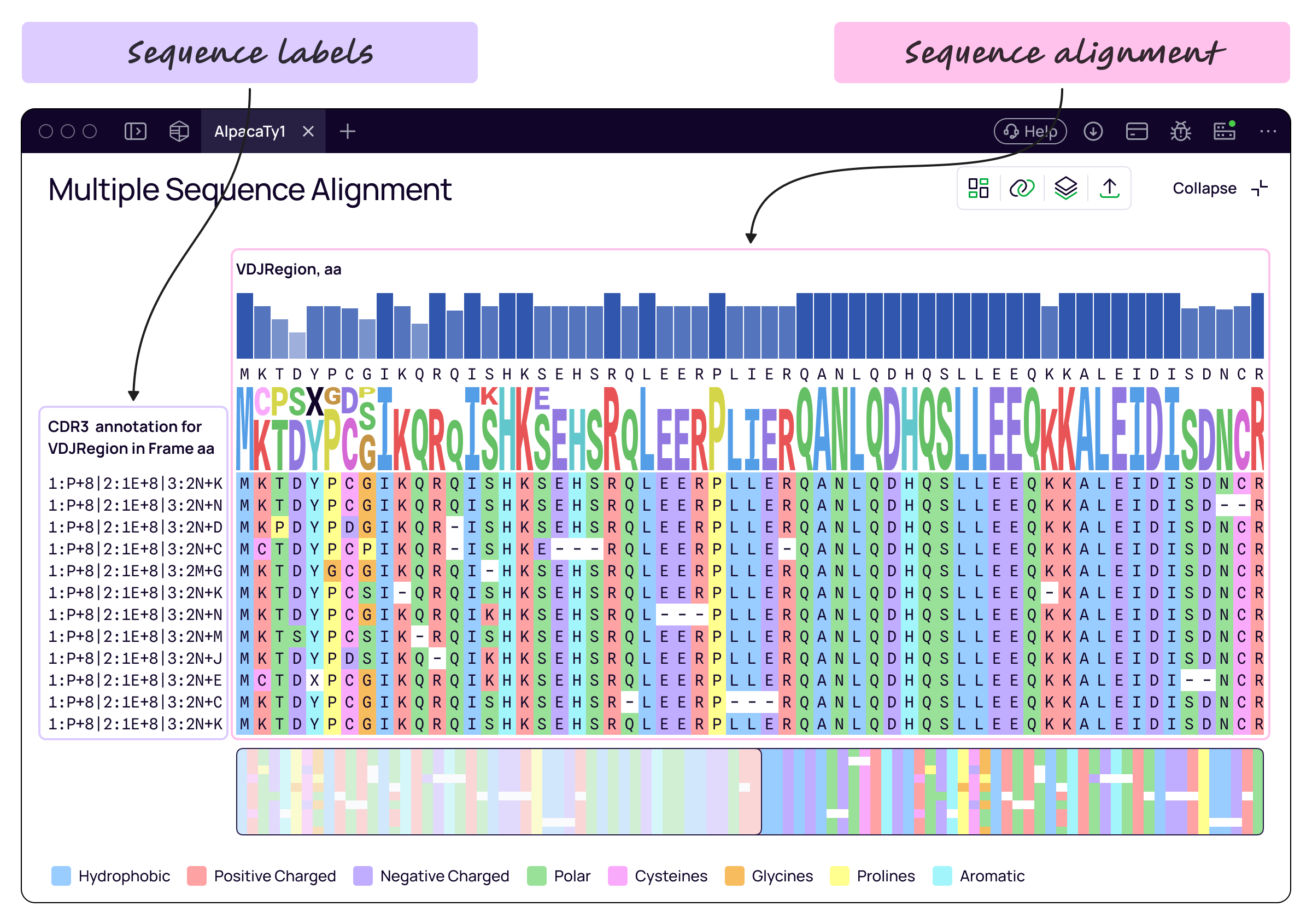 MSA workspace with annotated sequence labels and sequence alignment