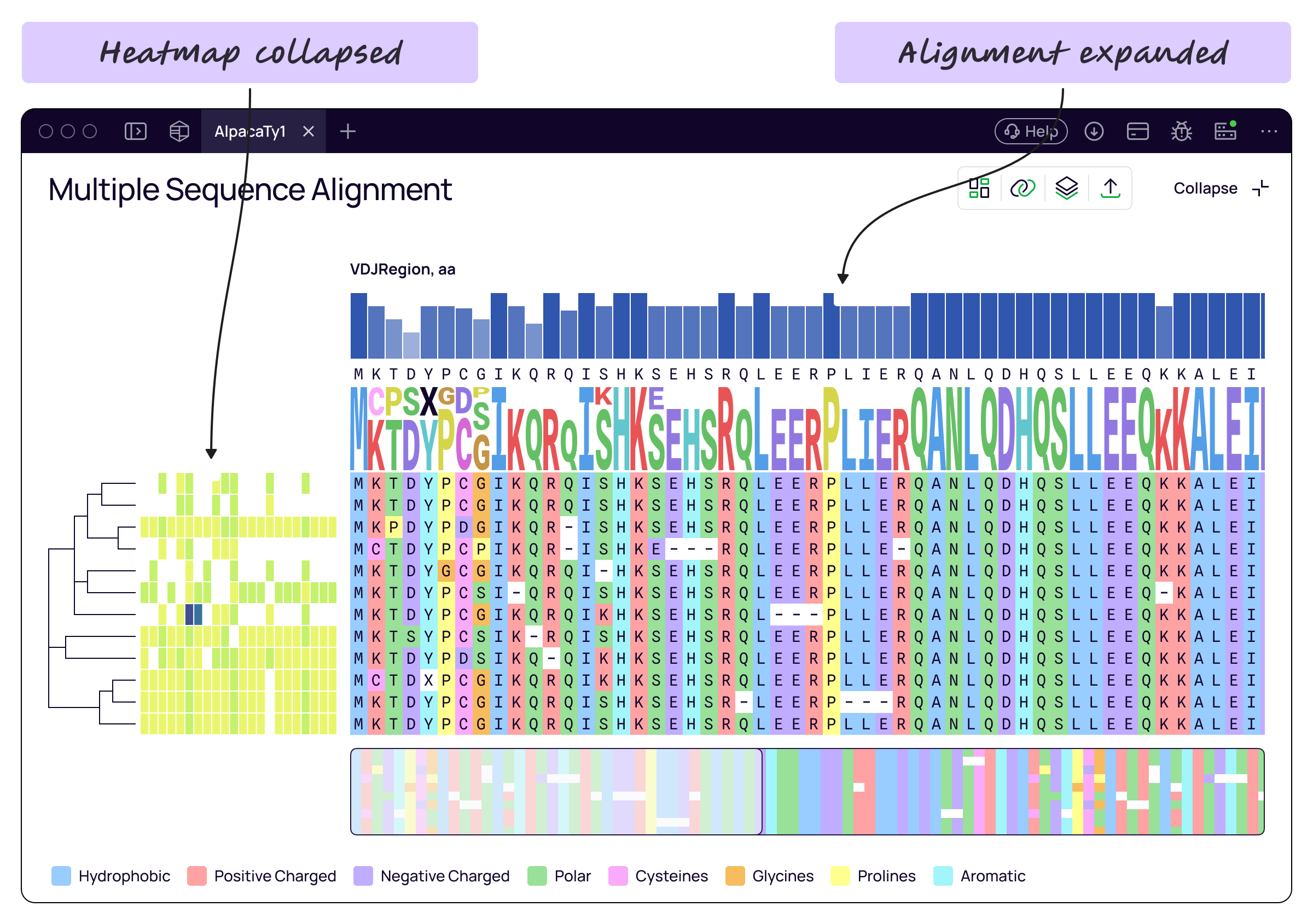 Expanded sequence alignment beside a compact heatmap