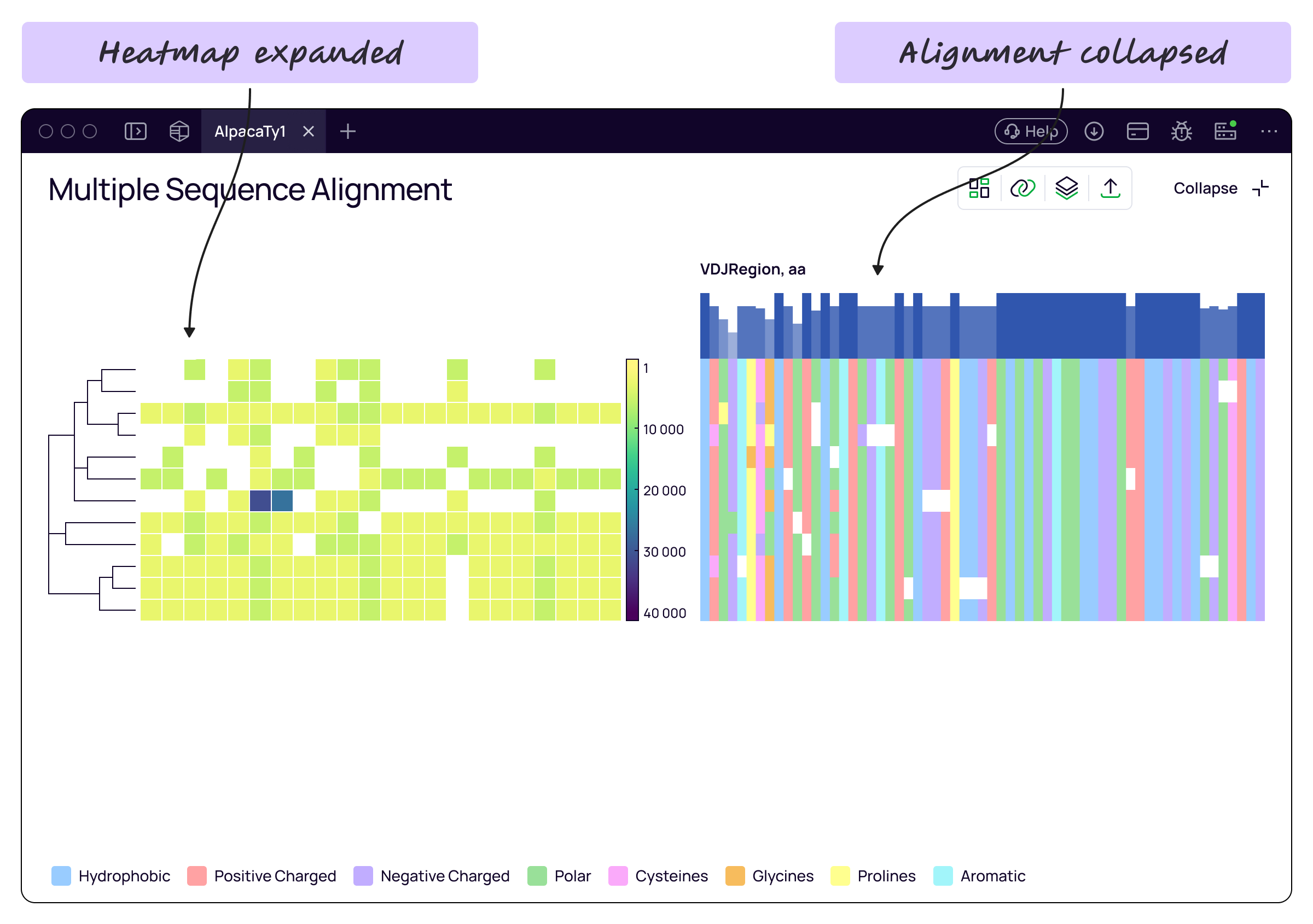Compact sequence alignment beside an expanded heatmap
